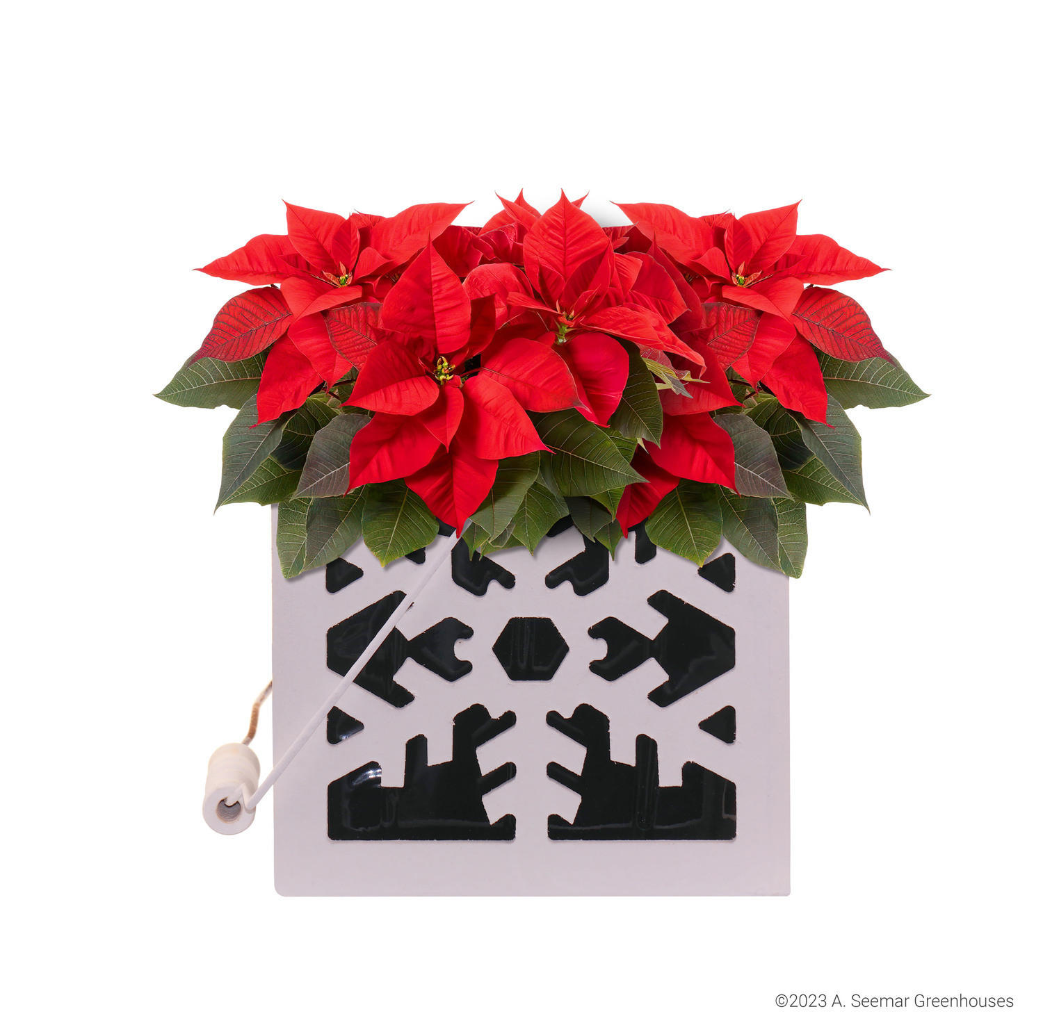 6" Poinsettia Snowflake Planter 