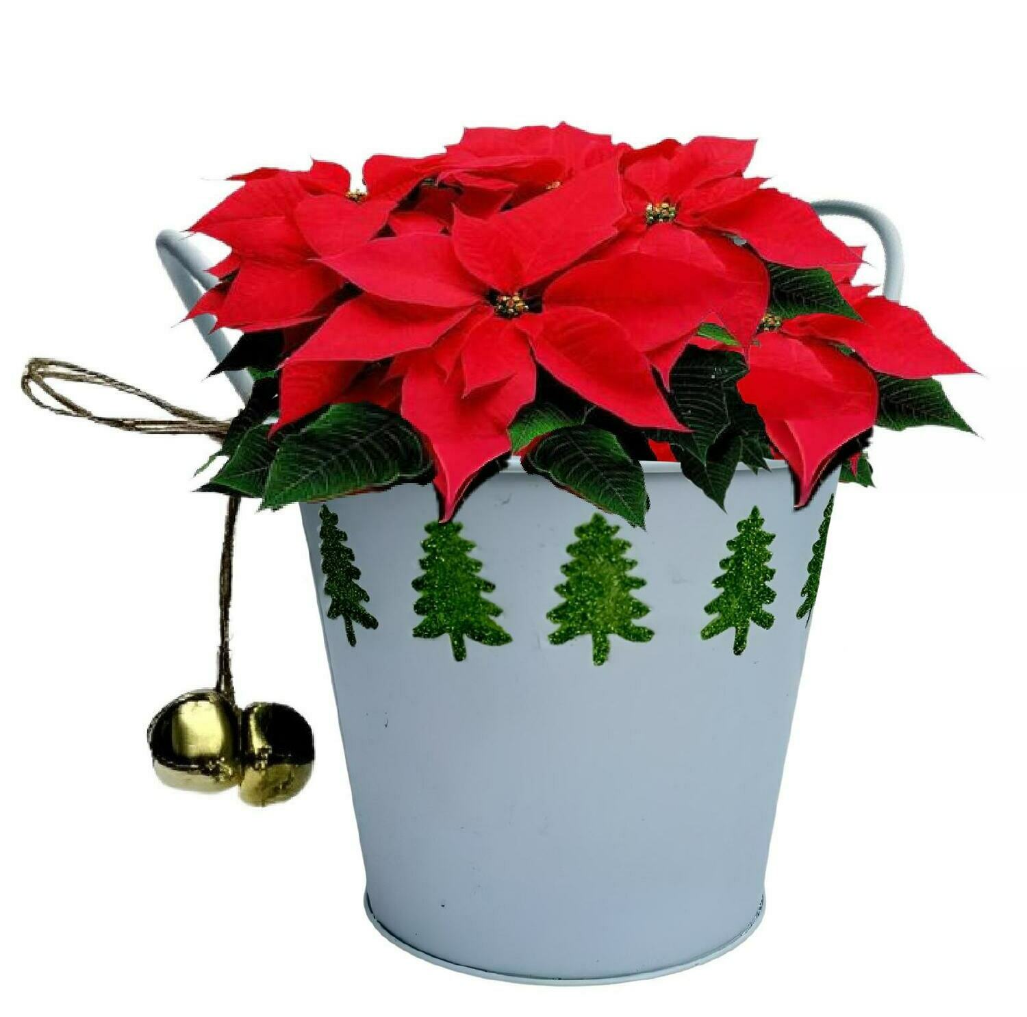 6" Poinsettia in Glittered Tree Tin w/ Bells 