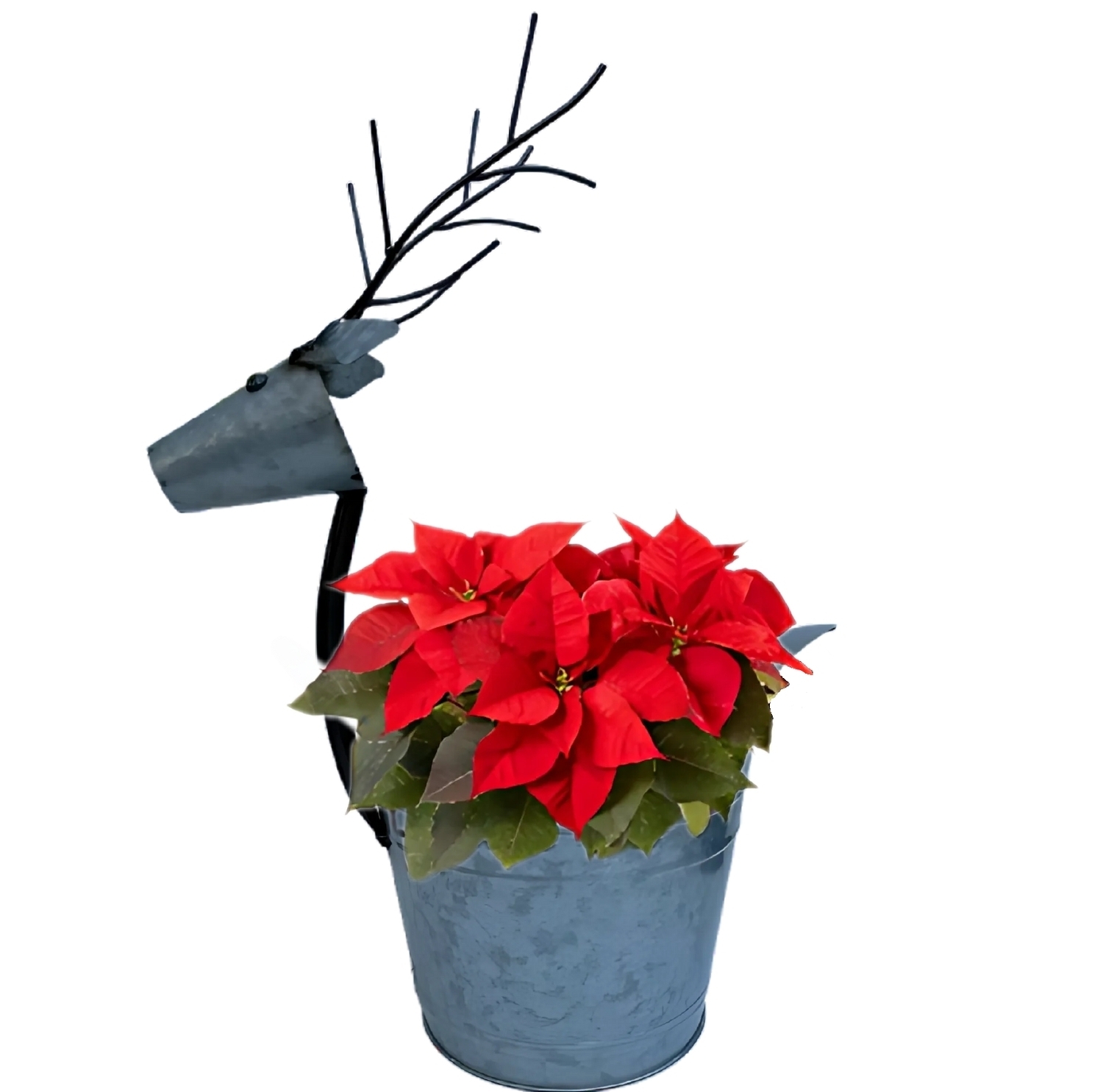 6" Poinsettia in Deer Pot