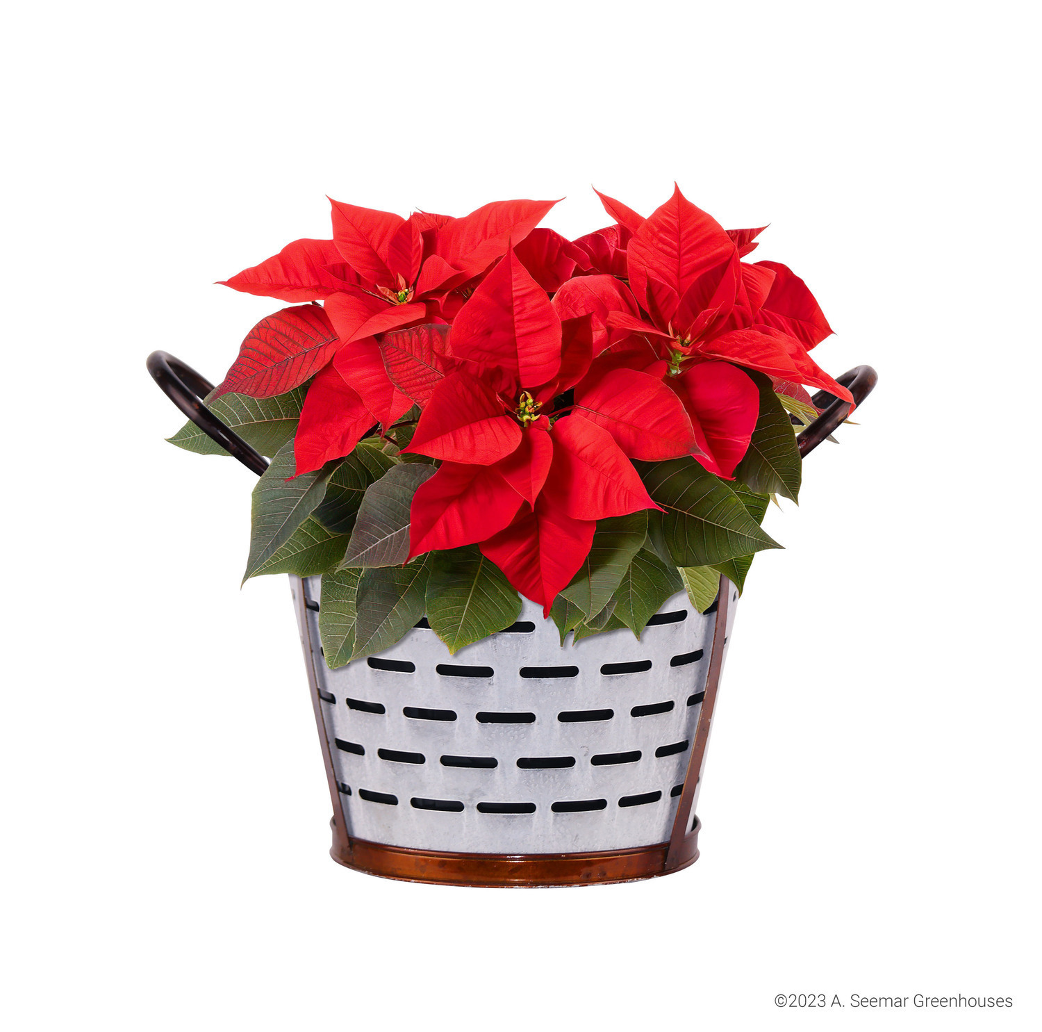 8" Farmhouse Tin Poinsettia 