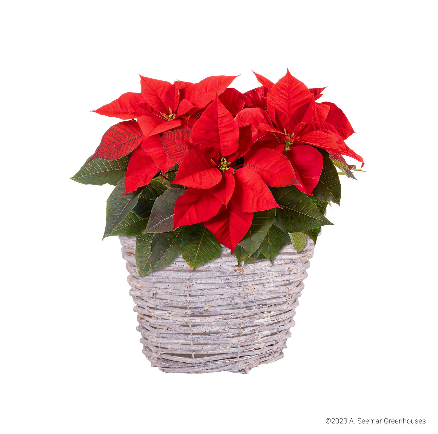 6" Poinsettia Rattan Basket